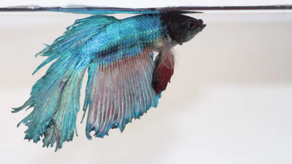 perawatan-ikan-cupang-yang-terkena-busuk-sirip-fin-rot Ilustrasi gambar perawatan ikan cupang yang sedang menderita busuk sirip atau finrot