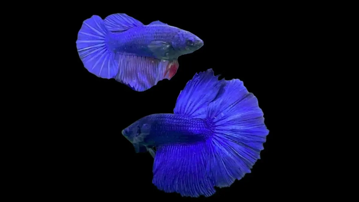 perbedaan-cupang-jantan-dan-betina Ilustrasi ikan cupang jantan da betina untuk tahu cara membedakan ikan cupang jantan dann betina