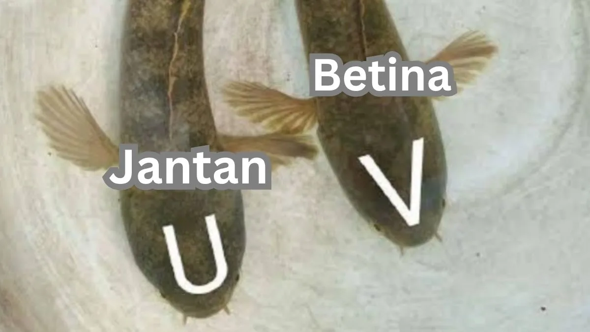 Gambar perbedaan channa jantan dan betina dilihat dari bentuk kepala