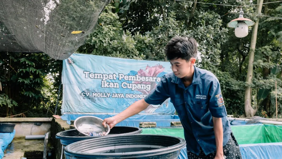 proses-mengurus-ikan-cupang-di-pabriknya Ilustrasi pengurusan ikan cupang di pabrik Molly Jaya