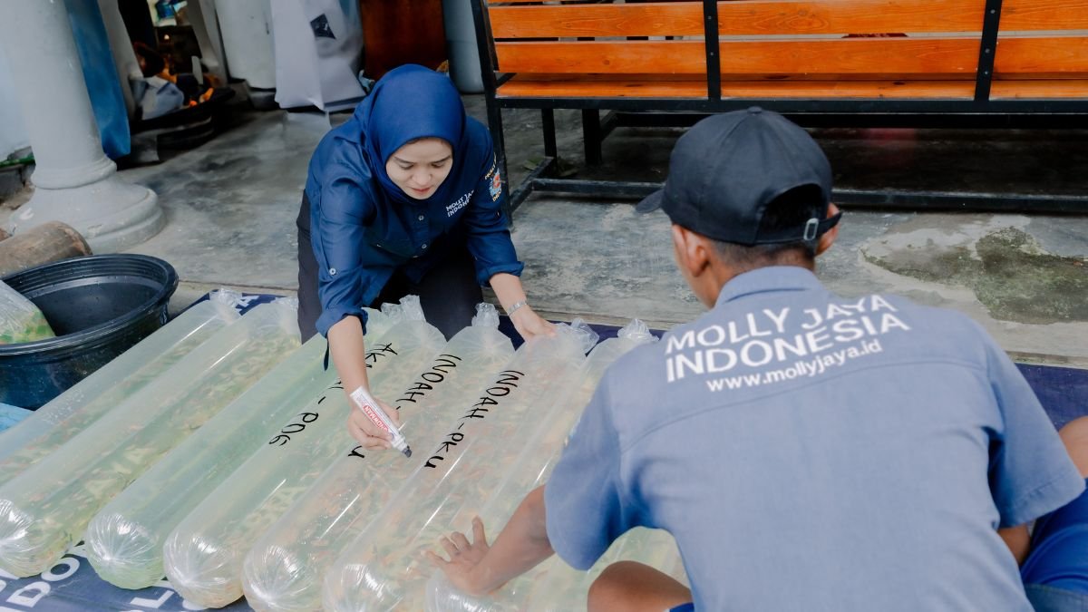 proses-packing-ikan-yang-segera-akan-dikirim Ilustrasi paking ikan di Molly Jaya dalam jumlah besar