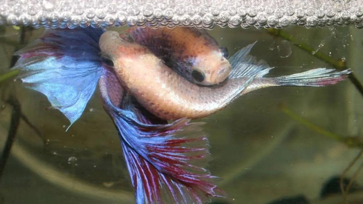 tarian-perkawinan-ikan-cupang Ilustrasi perkawinan ikan cupang yang dilakukan cupang dewasa