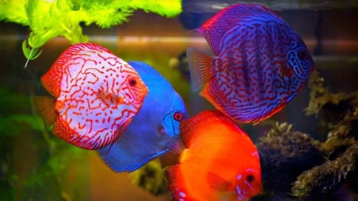 Gambar bermacam jenis discuss