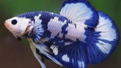 Gambar cupang plakat blue panda