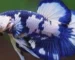 Gambar cupang plakat blue panda