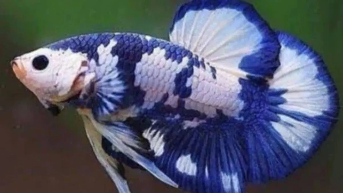 Gambar cupang plakat blue panda