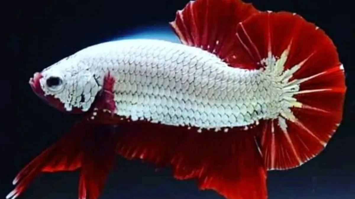 Gambar ikan cupang full mask