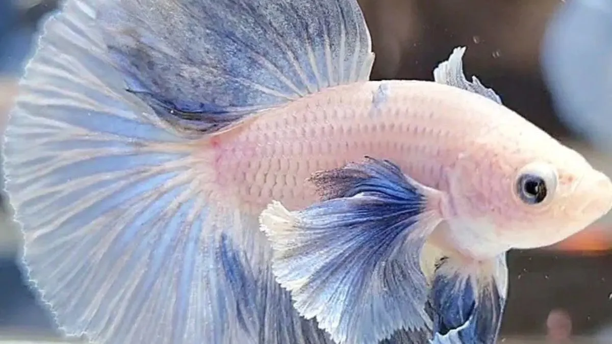 Gambar cupang halfmoon grizzle