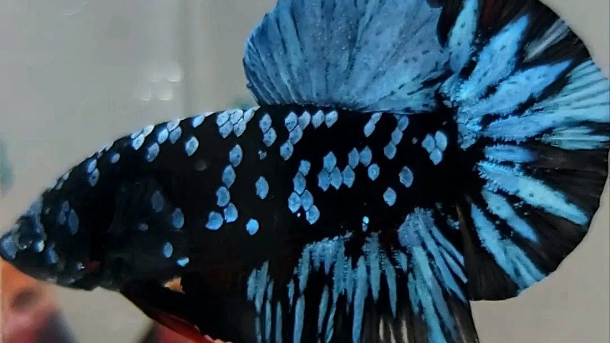 Gambar jenis ikan cupang plakat blue black star galaxy avatar