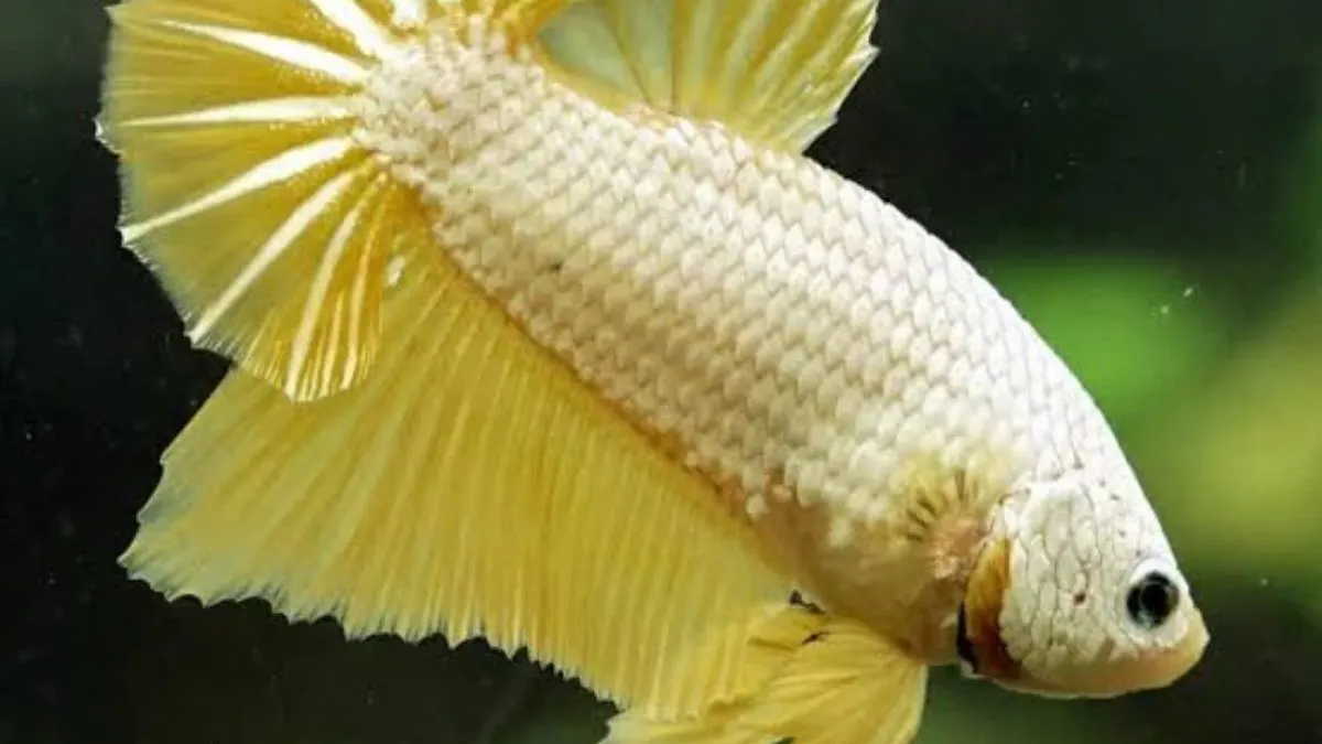 Gambar cupang plakat gold dragon