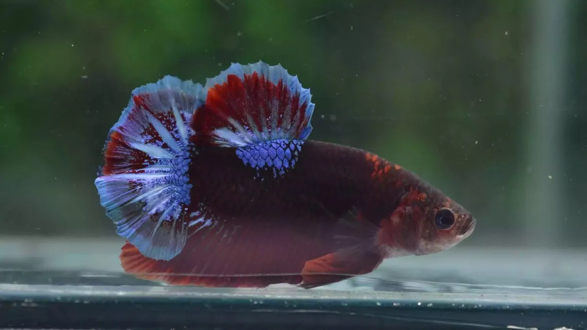 Gambar jenis ikan cupang hellboy.