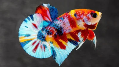 Gambar cupang plakat metalik multicolor