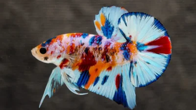 Gambar cupang plakat multicolor