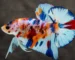 Gambar cupang plakat multicolor