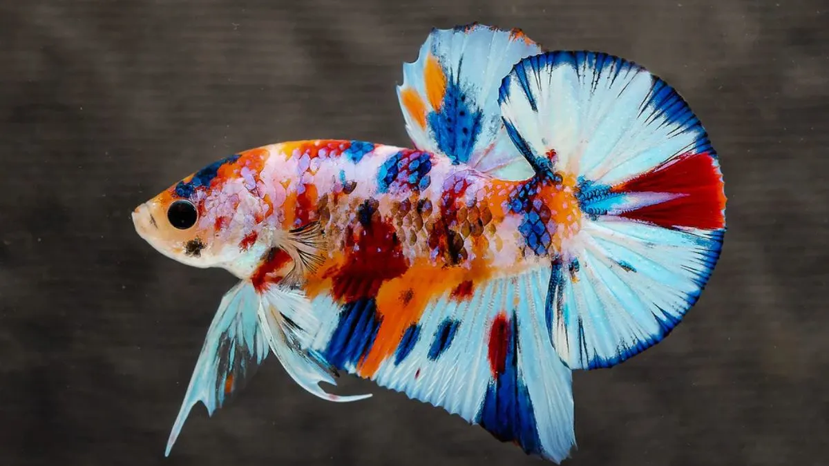 Gambar cupang plakat multicolor