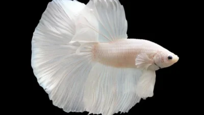 Gambar jenis ikan cupang white putih solid halfmoon