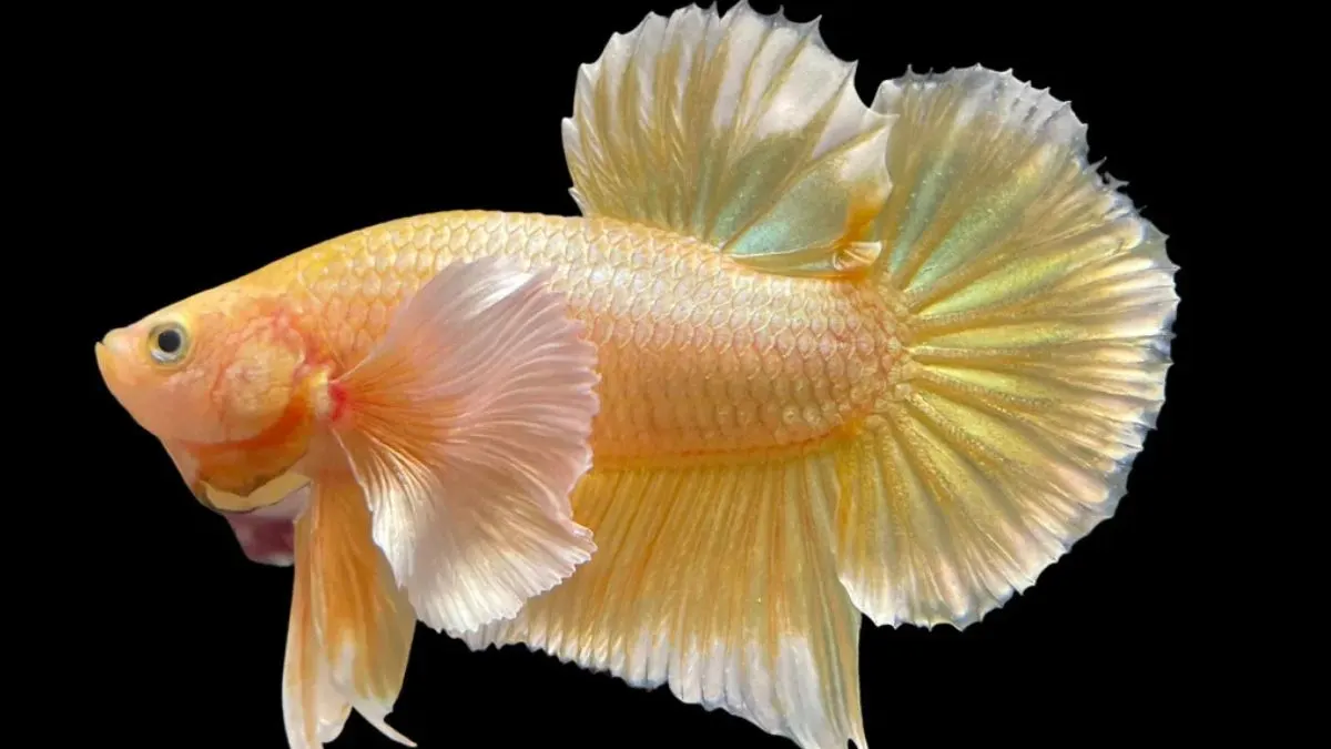 Gambar ikan cupang dumbo ear Gold.