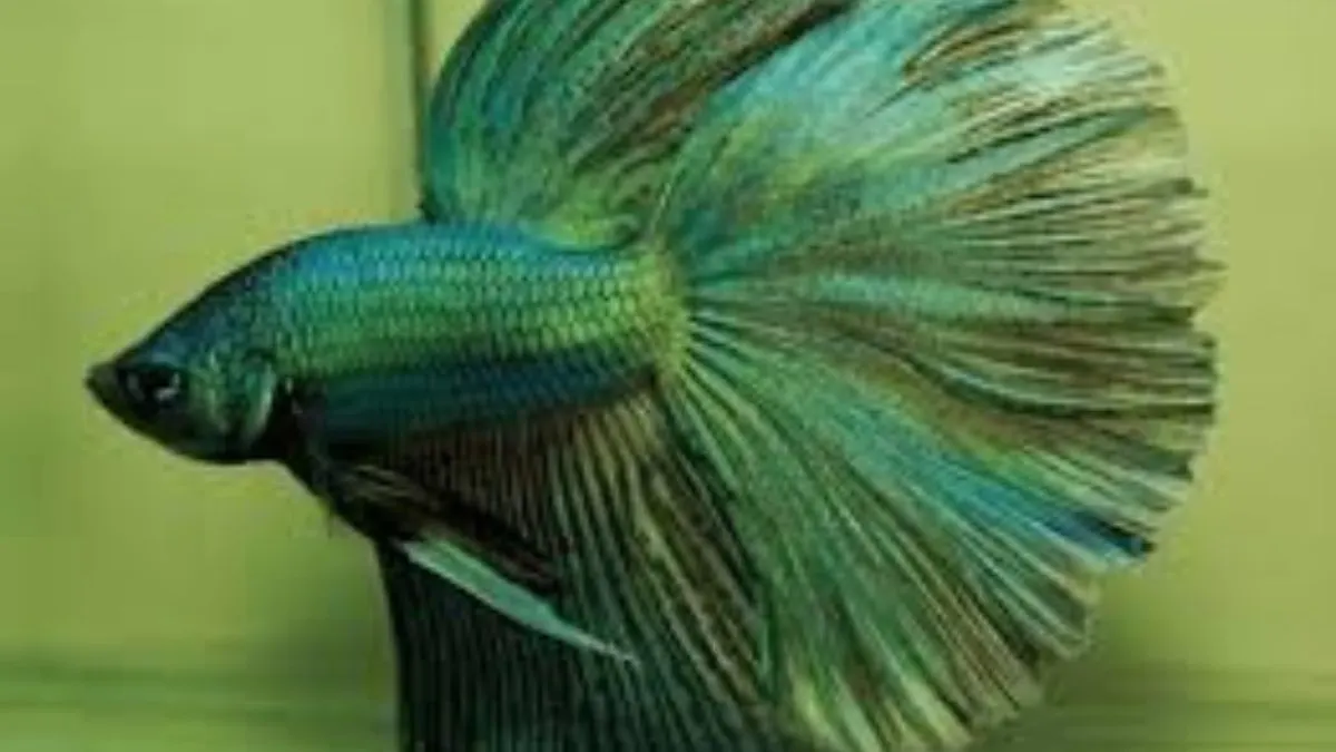 Gambar Jenis ikan cupang green