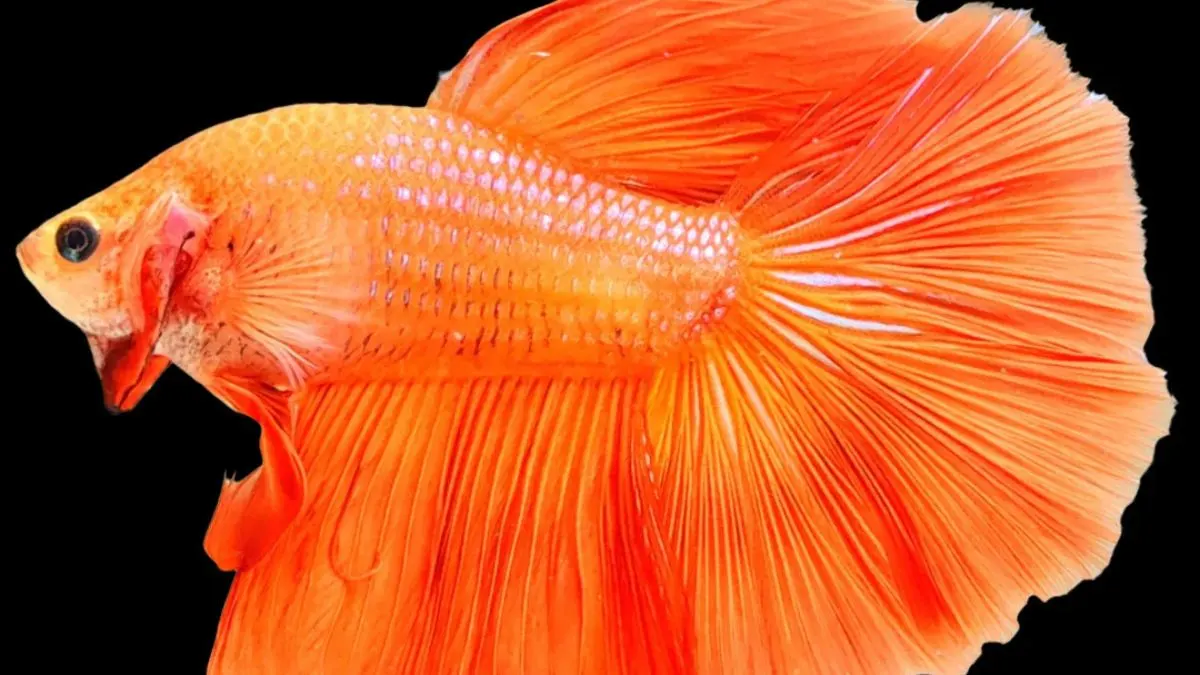 Gambar ikan cupang orange