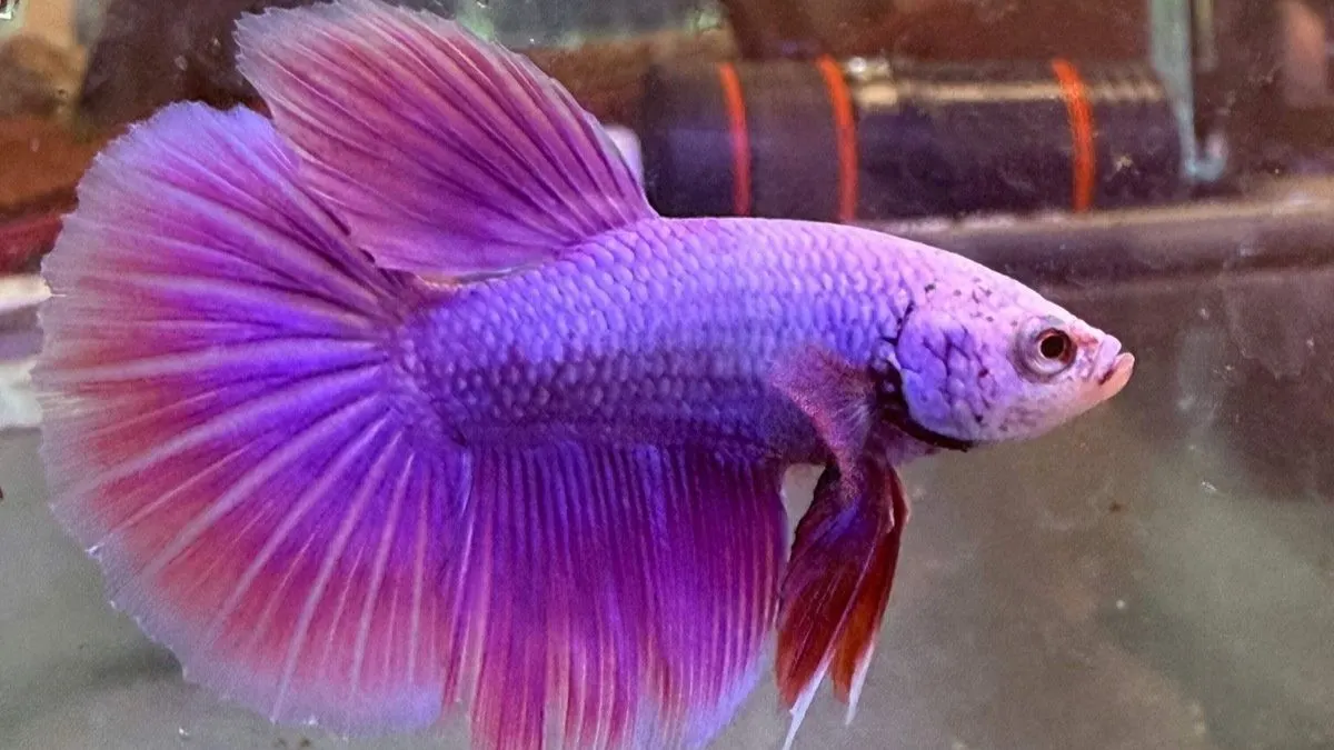 Gambar ikan cupang purple