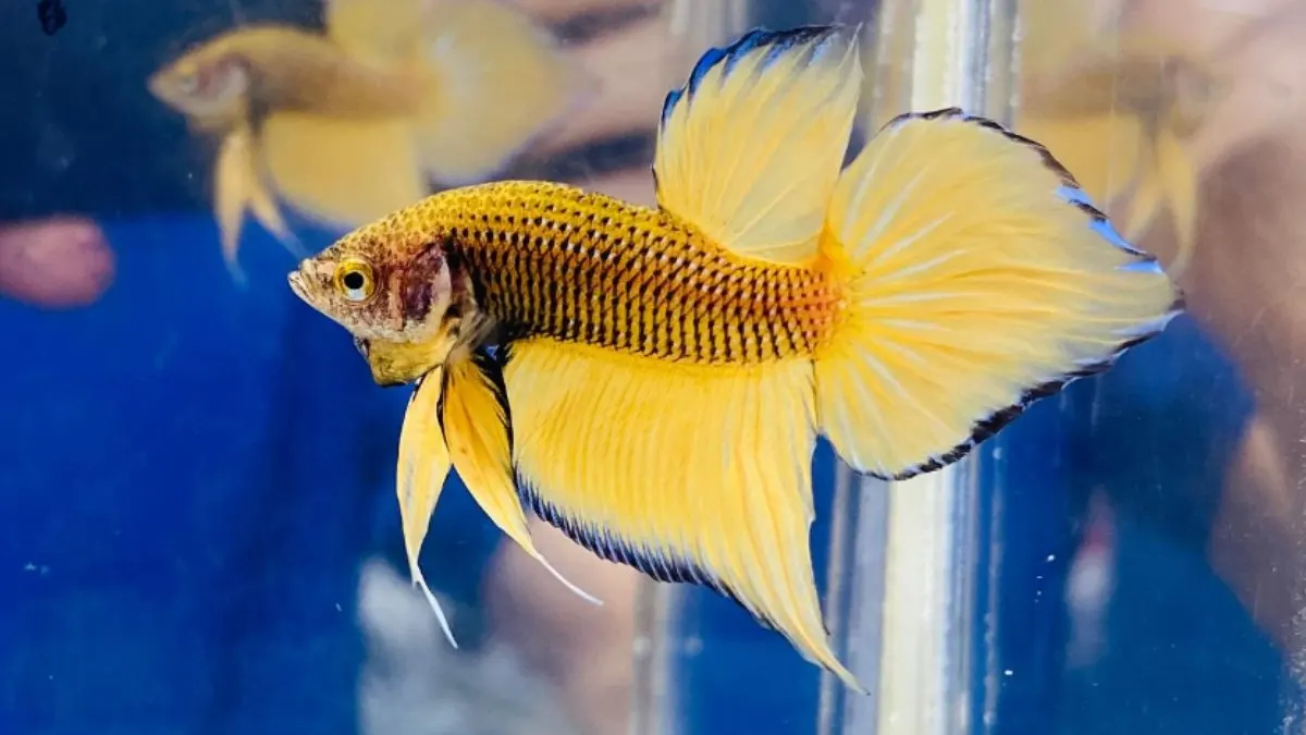 Gambar ikan cupang yellow pineapple spadetail