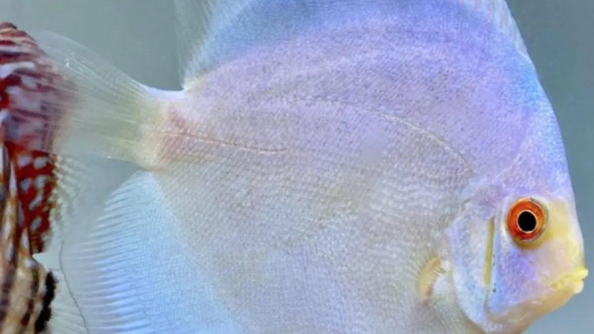 Gambar jenis ikan discus blue merkuri