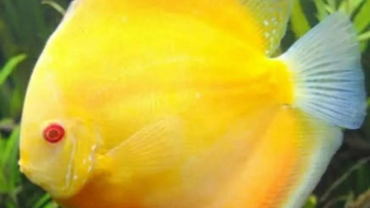 Gambar jens ikan discuss millenium golden