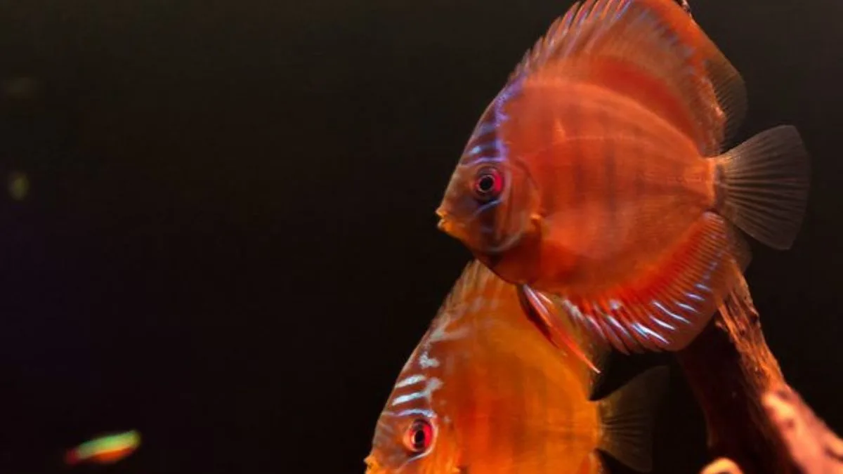 Gambar jenis ikan discuss red rose