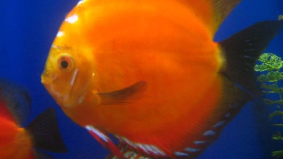 Gambar jenis ikan discuss tangerine