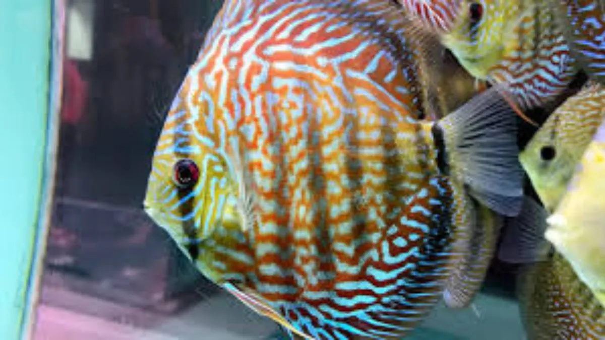 Gambar jenis ikan discuss Turquoise