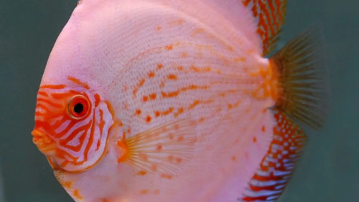 Gambar jenis ikan discuss white butterfly