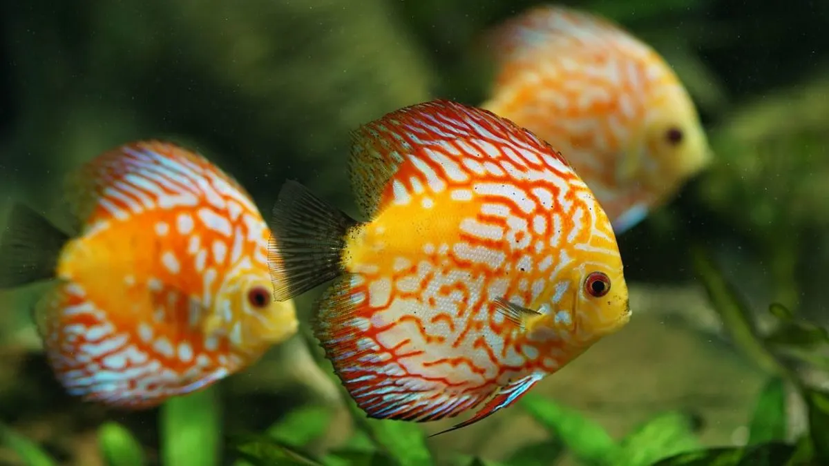 Gambar jenis ikan discuss yellow panda