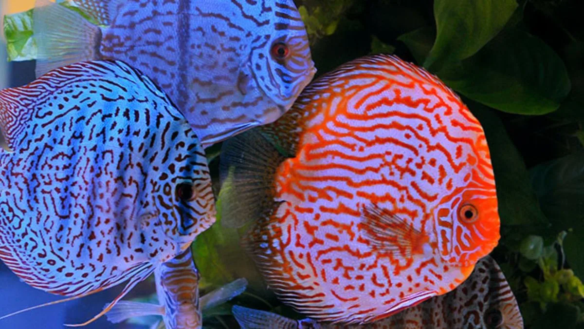 Ilustrasi jenis ikan discus pigeon blood di akuarium