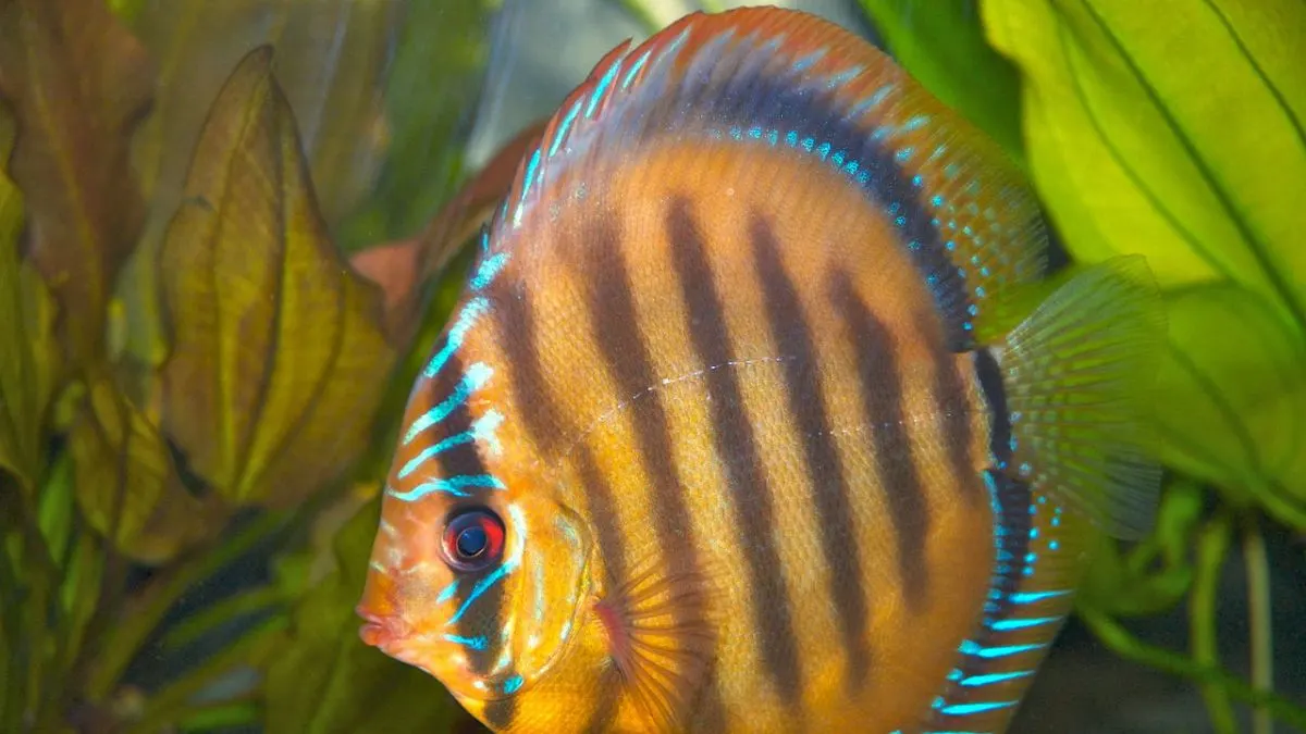 Gambar jenis ikan discuss Pinapple Heckel