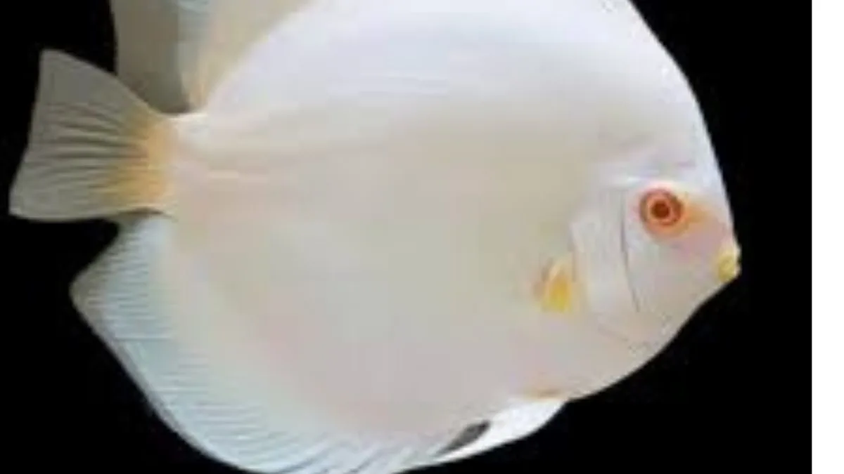 Gambar jenis ikan discuss Snow White