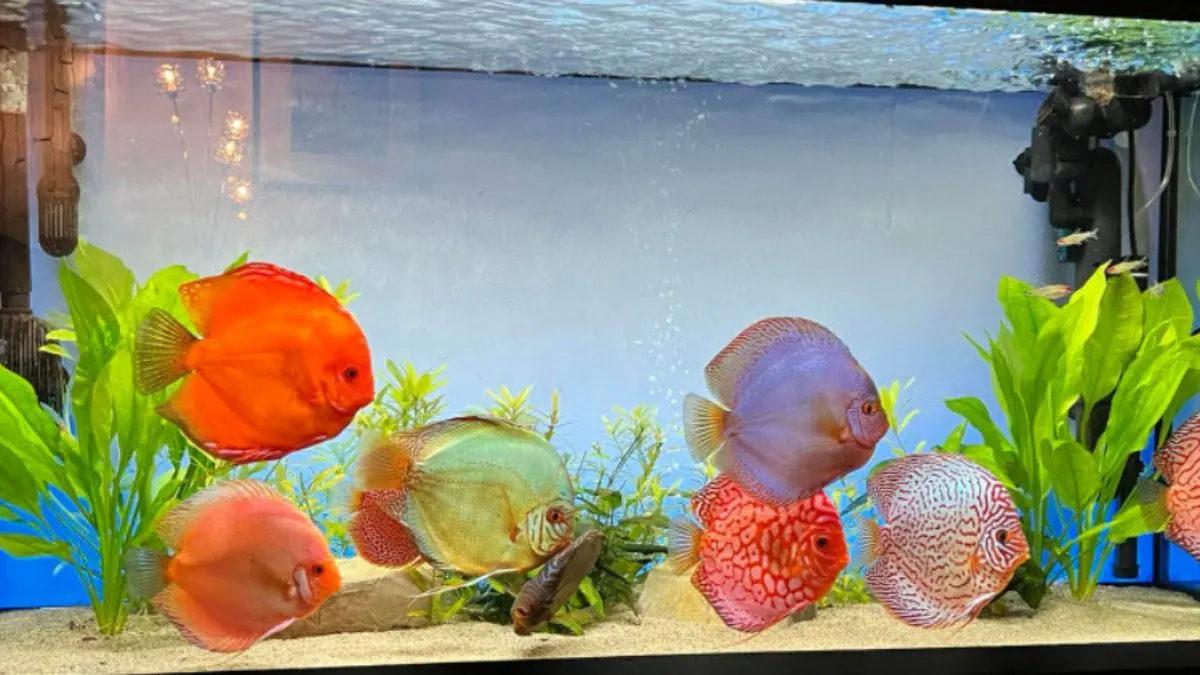 gambar berbagai jenis ikan diskus di akuarium