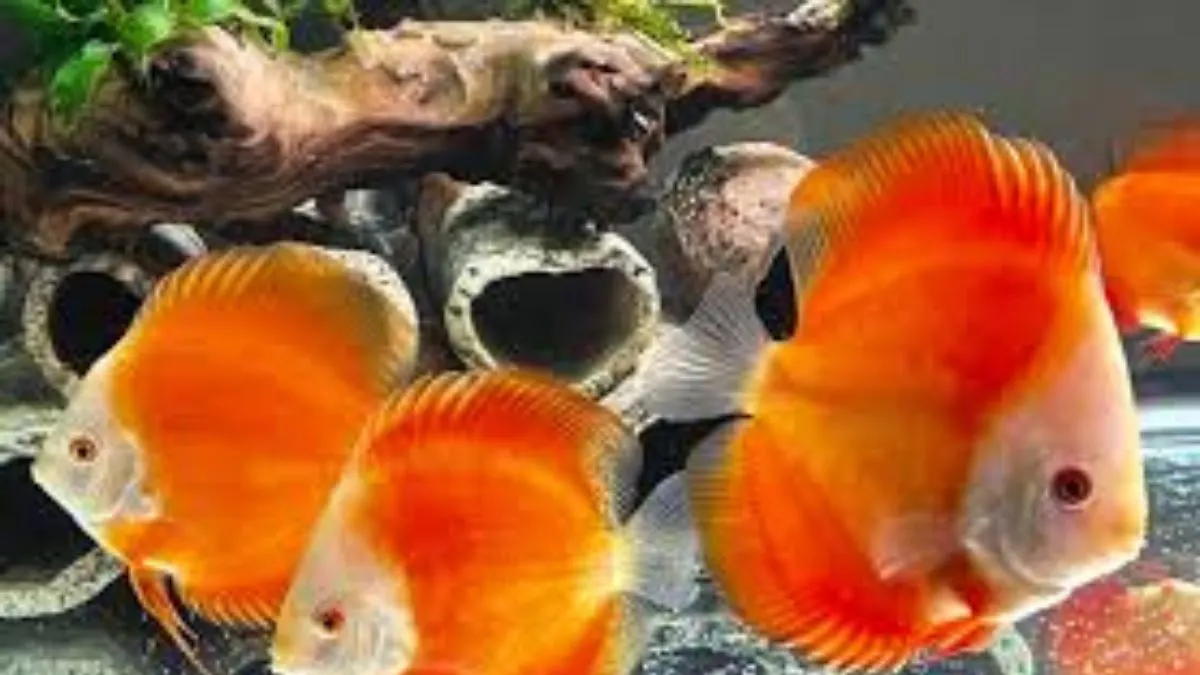 Gambar jenis ikan discuss red melon