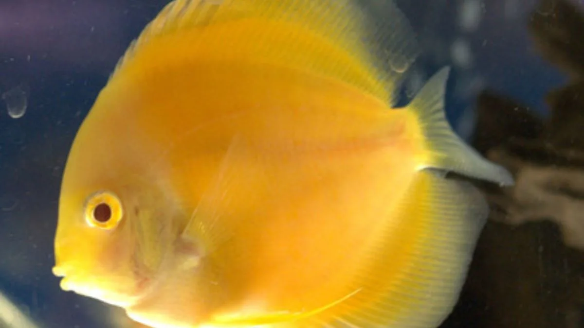 Gambar jenis ikan discuss Albino Golden