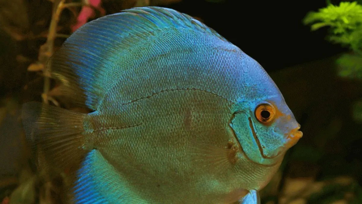 Gambar jenis ikan discuss blue cobalt