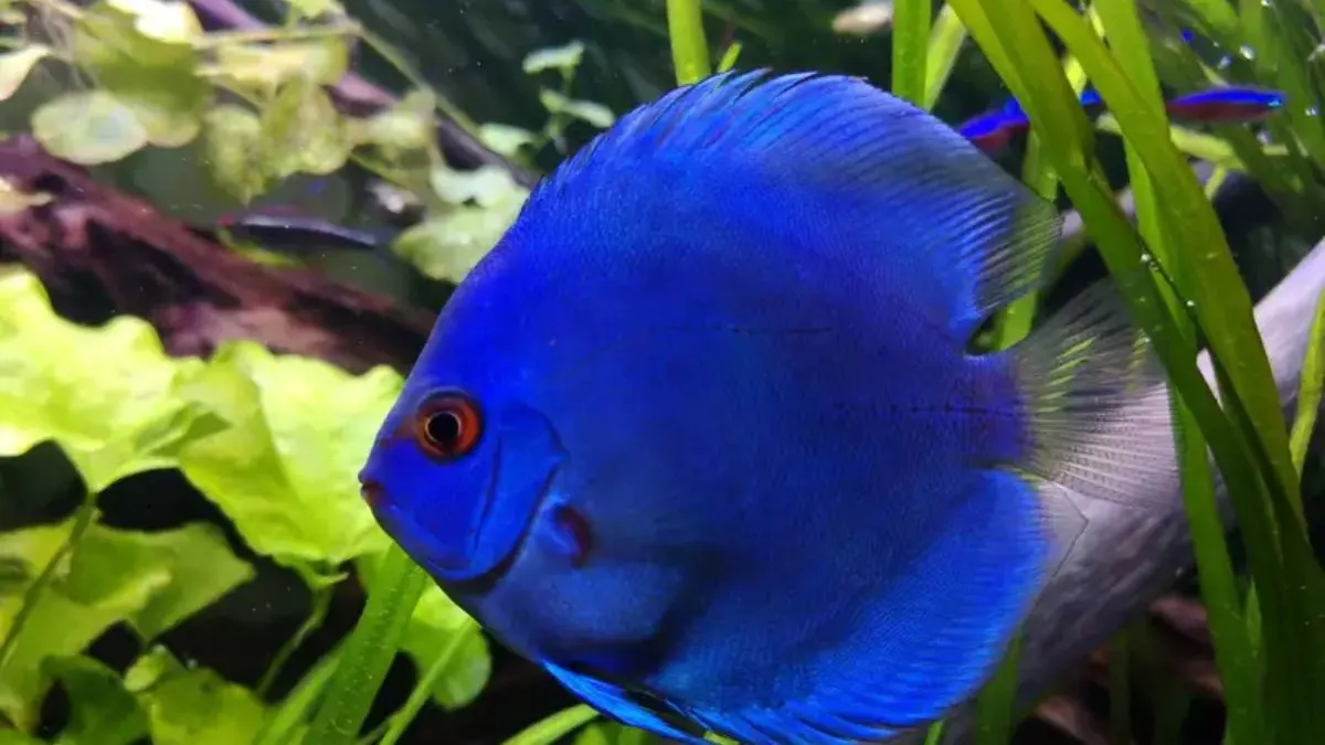 Gambar jenis ikan discuss blue