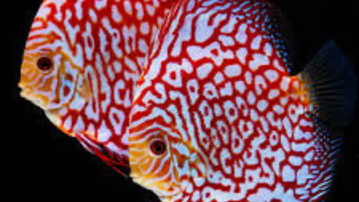 Gambar jenis ikan discuss checkerboard