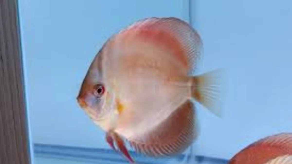 Gambar jenis ikan discuss Ghost