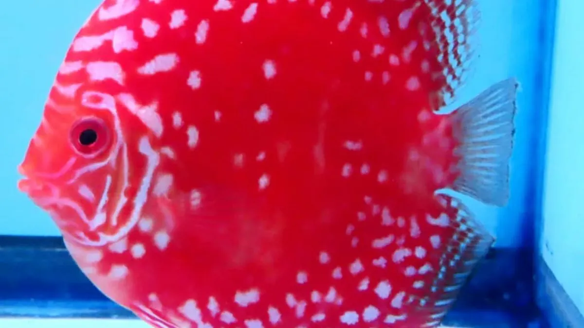 Gambar jenis ikan discus Marlboro