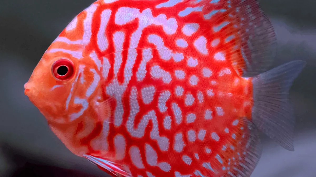 Gambar ikan discuss pigeon blood