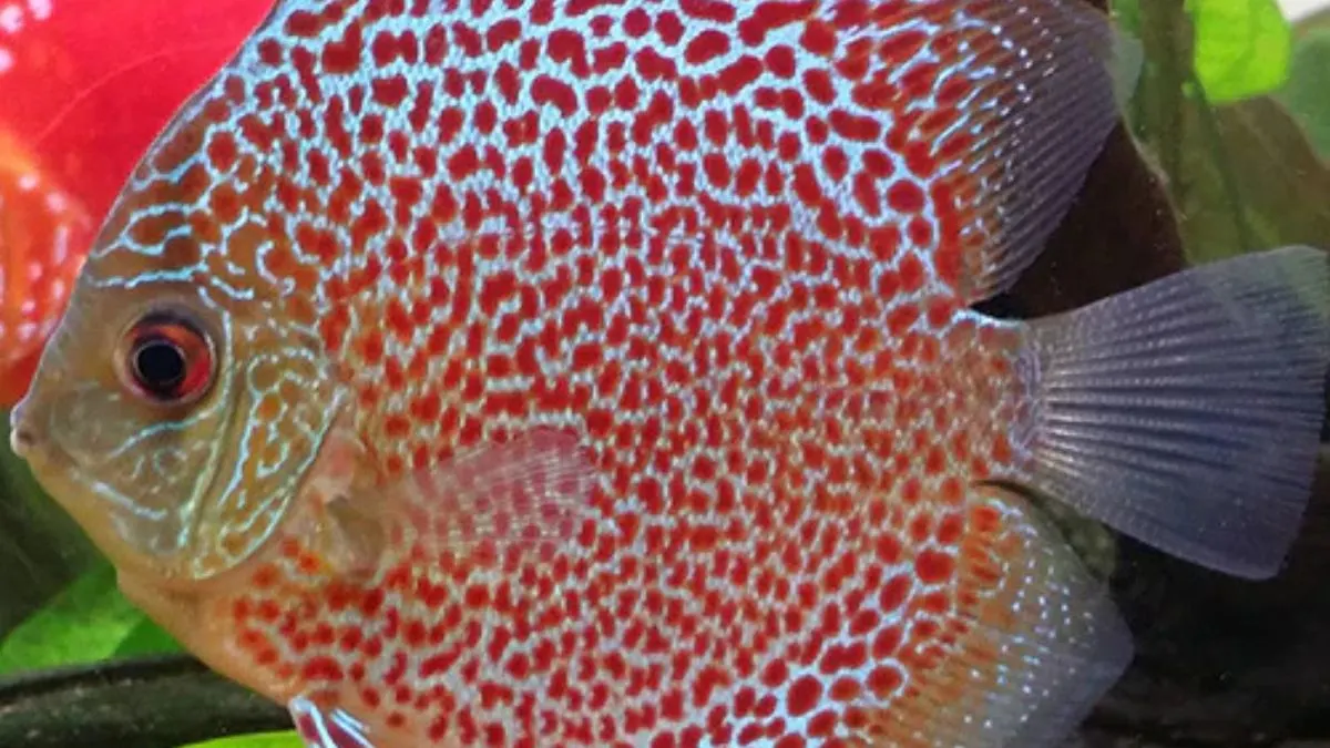 Gambar jenis ikan discuss snake skin