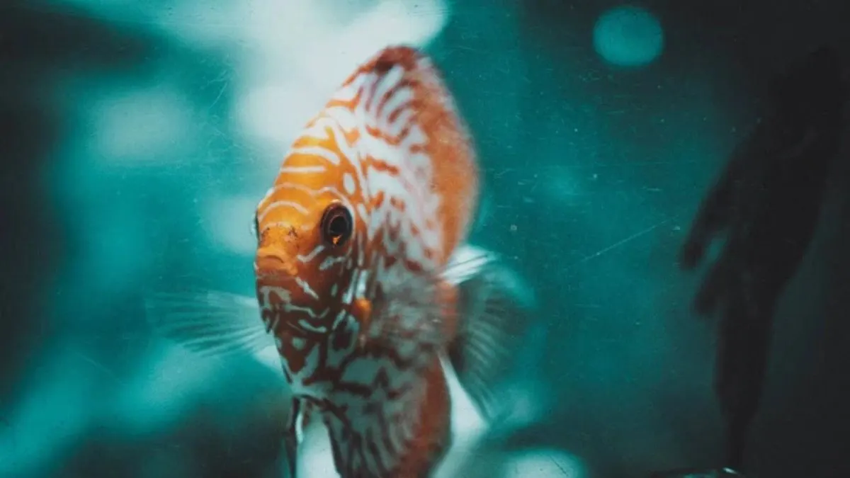 Ilustrasi jenis ikan discus turquoise