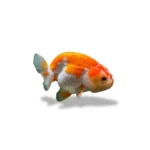 KOKI RANCHU RED WHITE