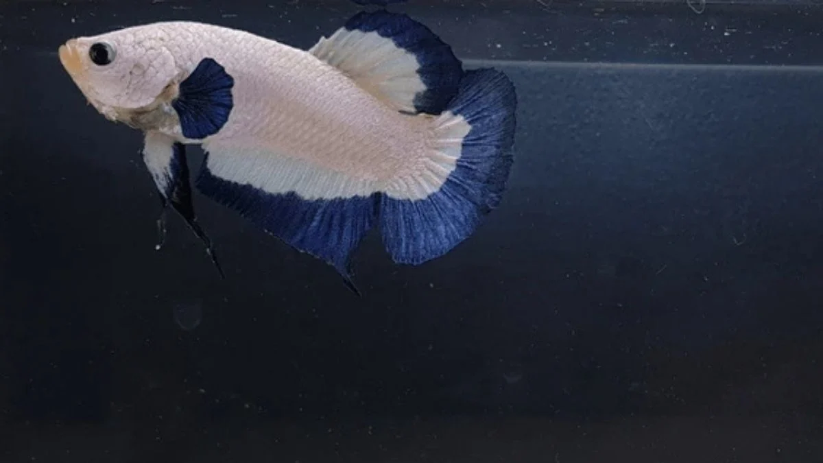 Gambar ikan cupang blue rim