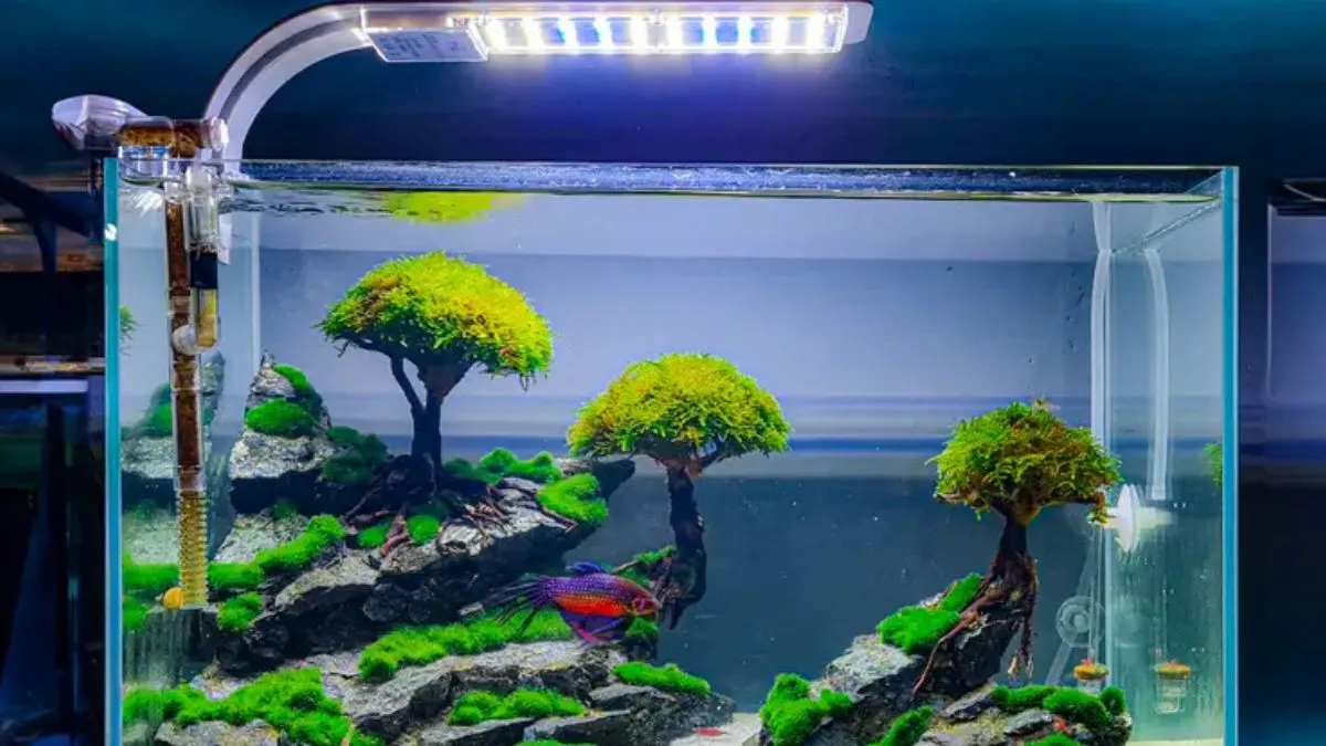 Gambar akuarium ikan cupang yang bagus