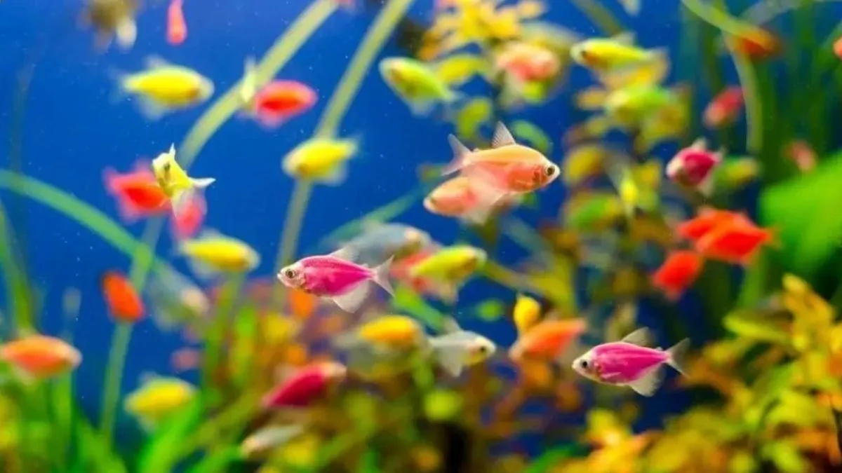 Ilustrasi kumpulan anakan ikan glofish